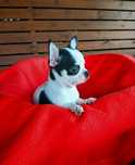 Malutki piesek chihuahua