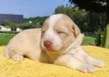 Border Collie - Rasowy pies maści ee-red, komplet dok.