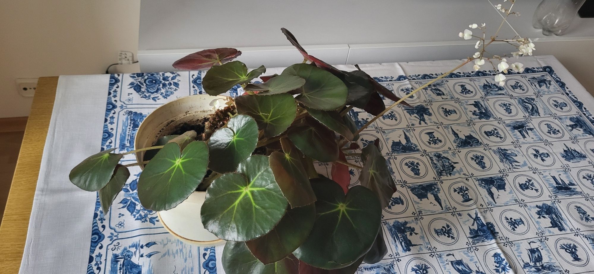 Begonia hydrocotylifolia ,,czerwonolistna