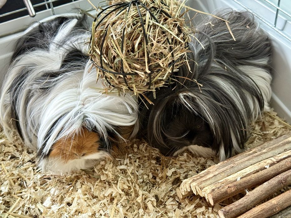 Świnki morskie peruwianki - długowłose. Razem z klatką.