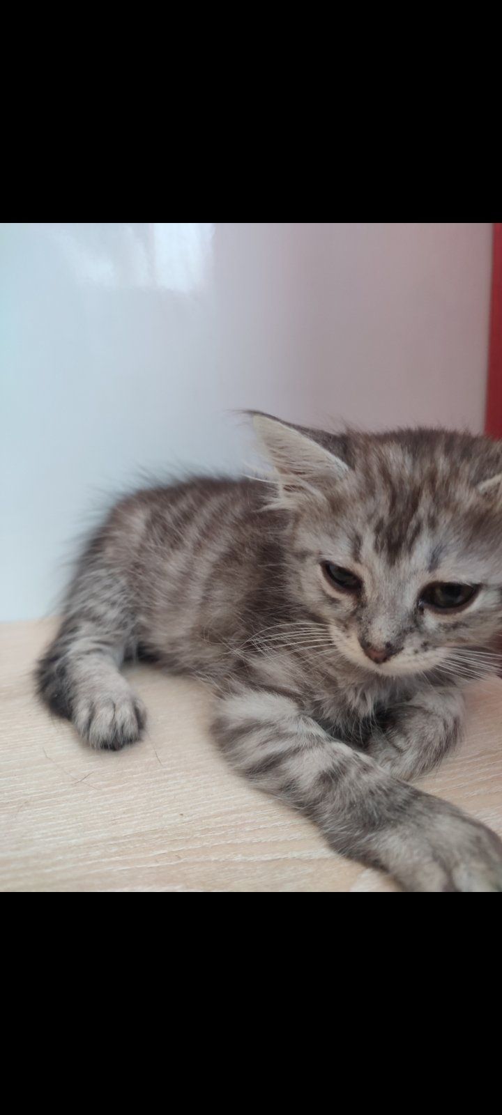 Віддам котиків в добрі руки