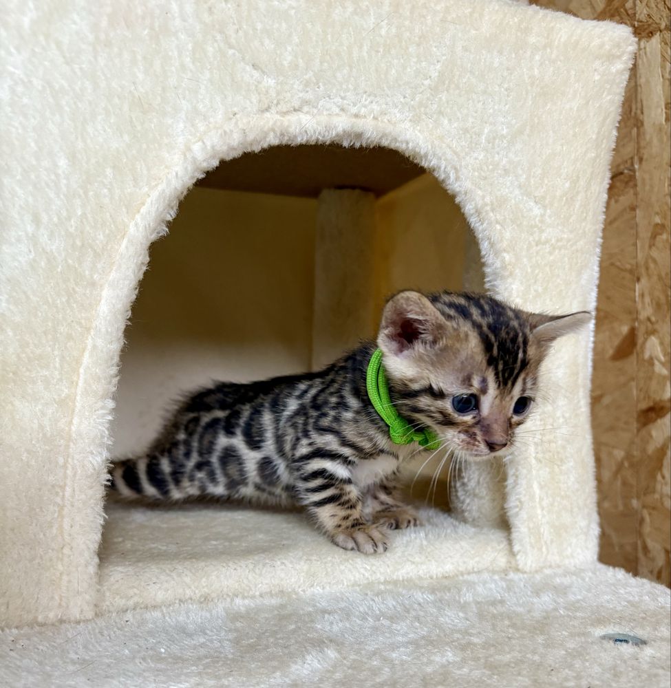 Gata Bengal com pedigree e afixo