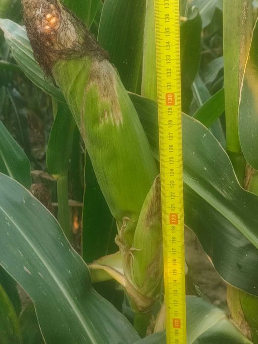 Kukurydza na  pniu na kiszonkę