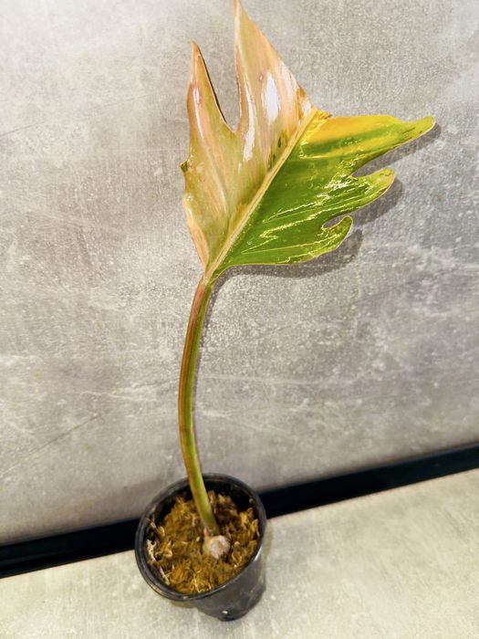 Філодендрон Caramel Marble Pink