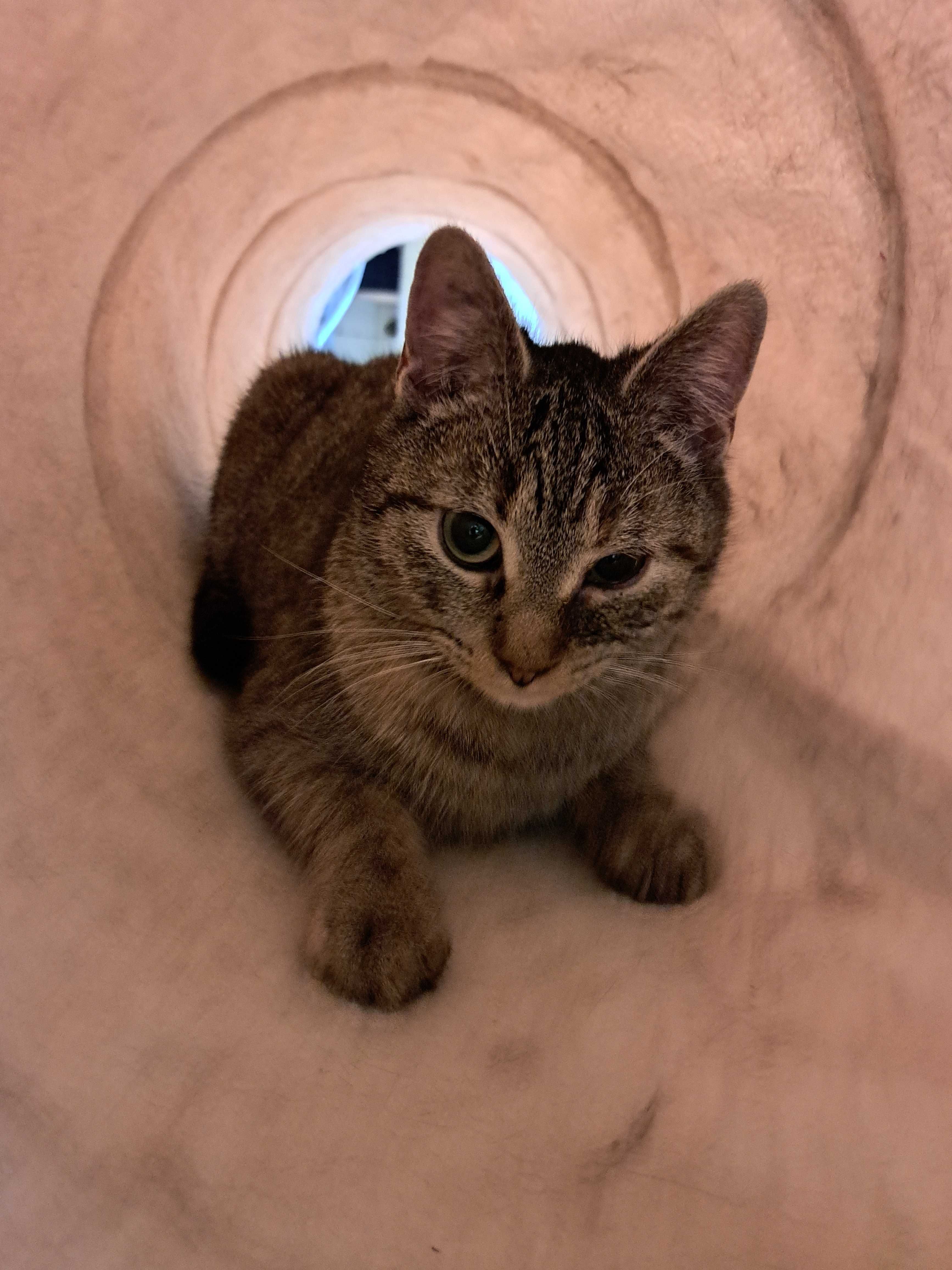 Zita i Zina-dwie cudne bure dziewczynki do adopcji