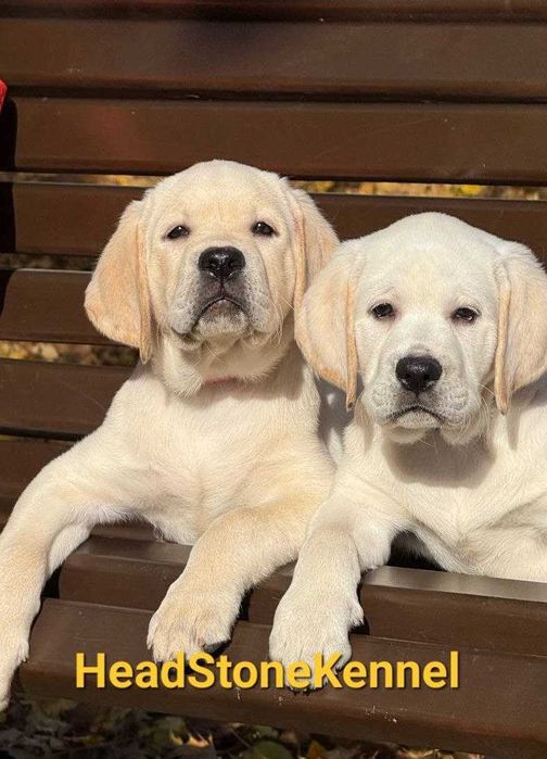 Клубные щенки Лабрадора ретривера