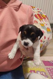 Jack russell terrier