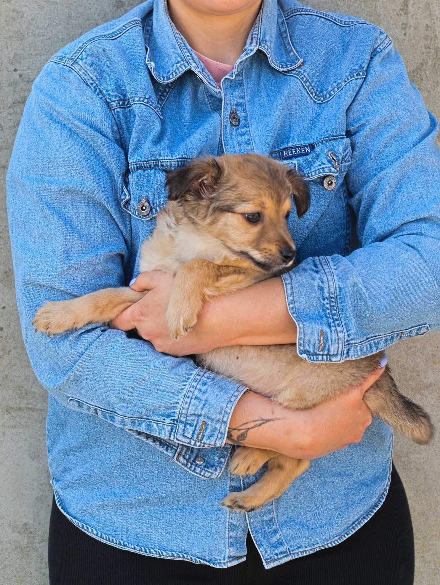 Chase - szczeniaczek, traci młodość w schronisku - do adopcji