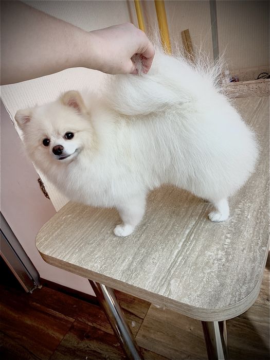 Стрижка собак Софиевская Борщаговка