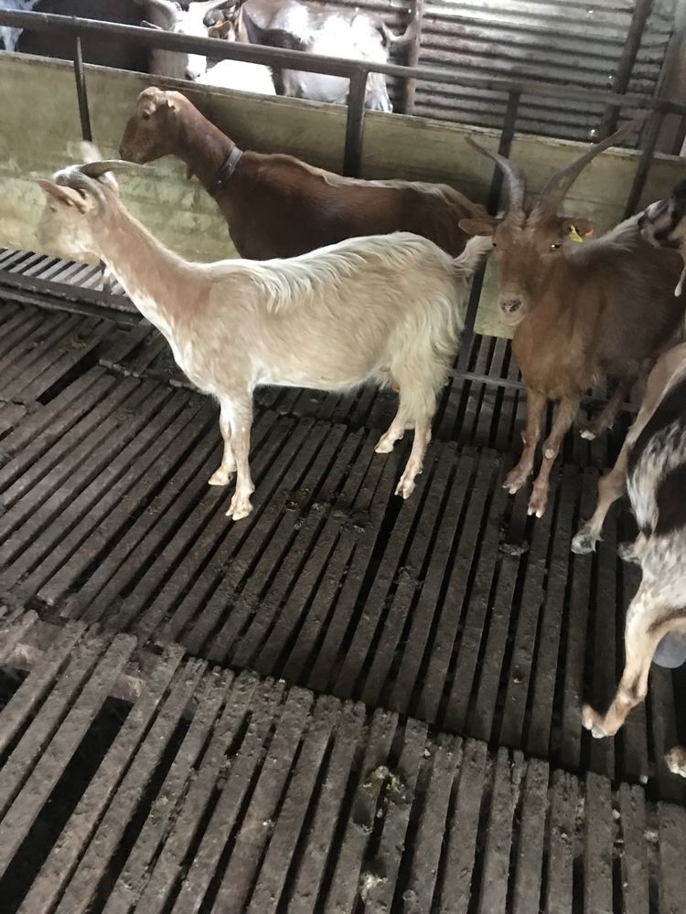 Vendo 4 cabras boas com b4 so vendo. Com  guia