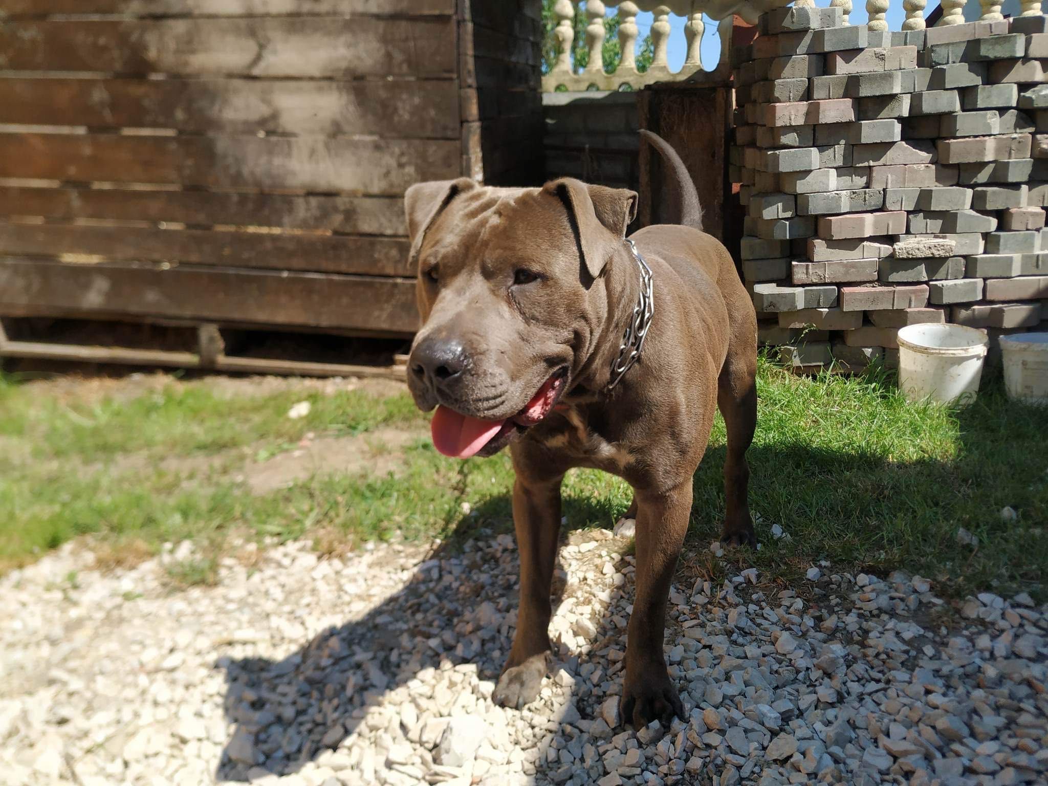 Pitbull terrier blue nose