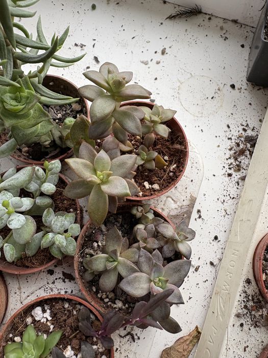 Кімнатні рослини, ехеверіі сукуленти , гастерія