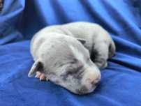 Amstaff Staffordshire Terrier