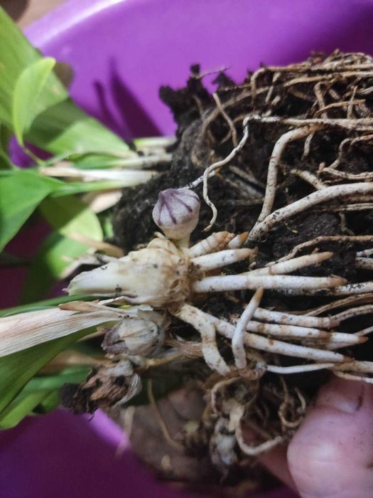 Вазон Аспідістра (Аспидистра), азійська конвалія