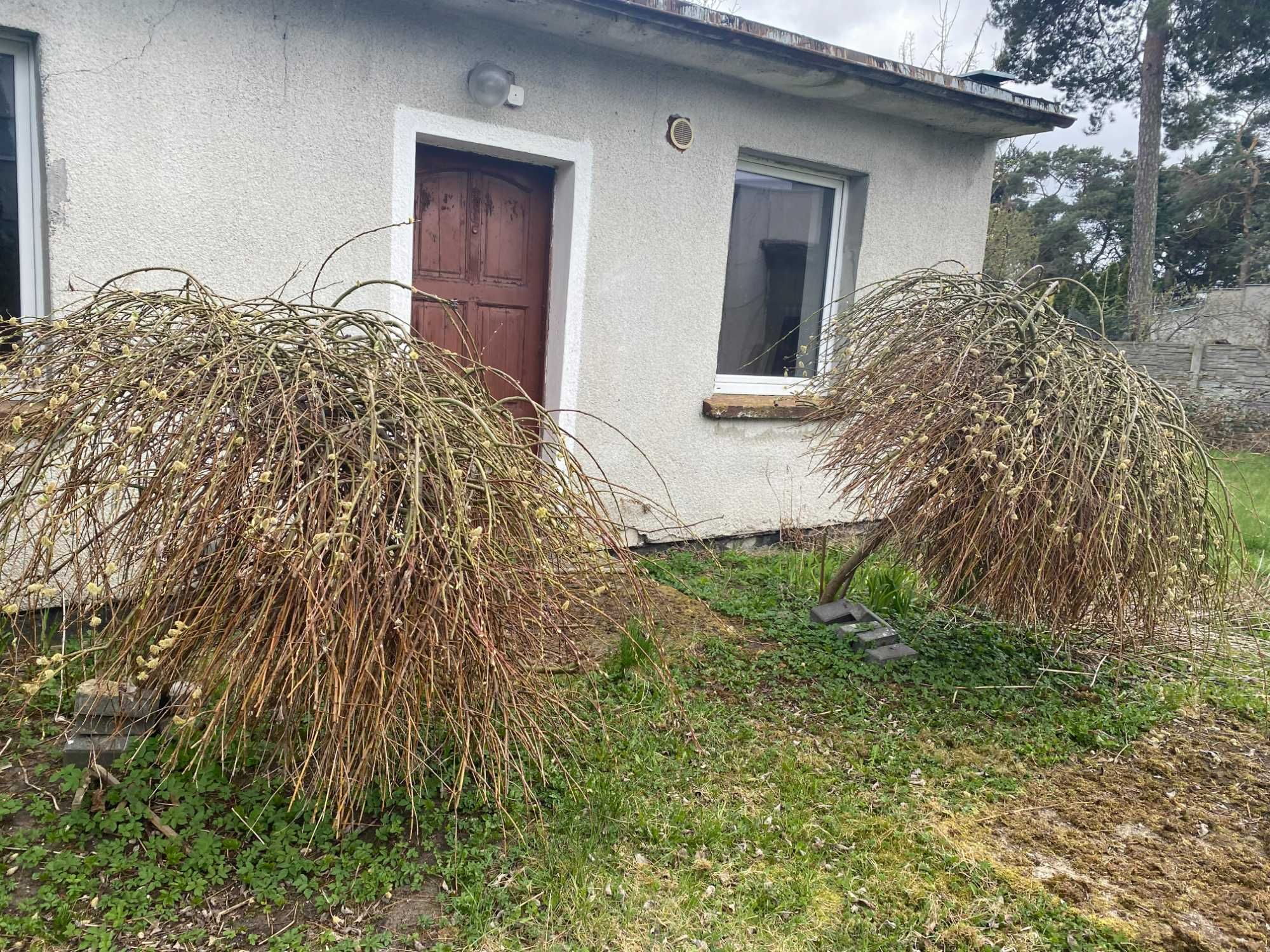 Wierzba zwisająca na pniu - 2 sztuk
