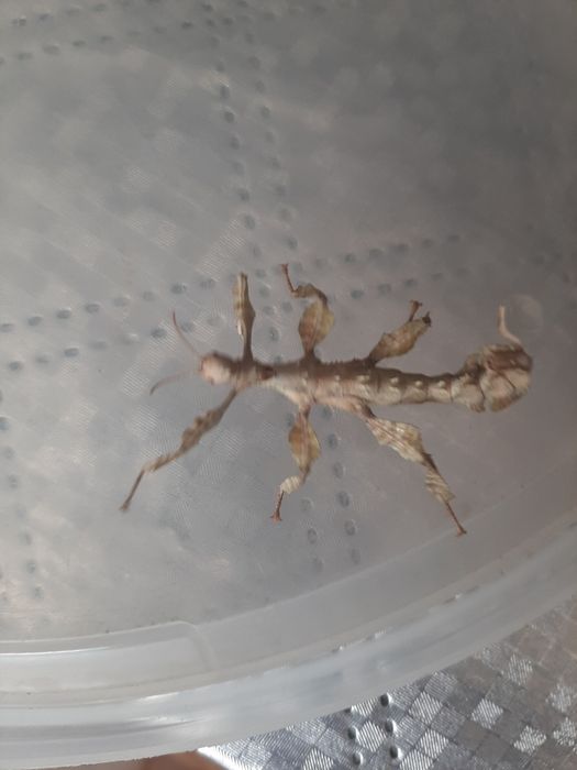 Straszyk australijski