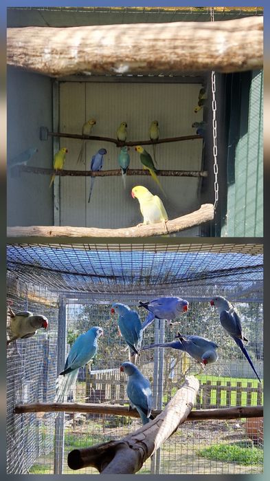 Ring Necks Adultos, 2024 e 2025