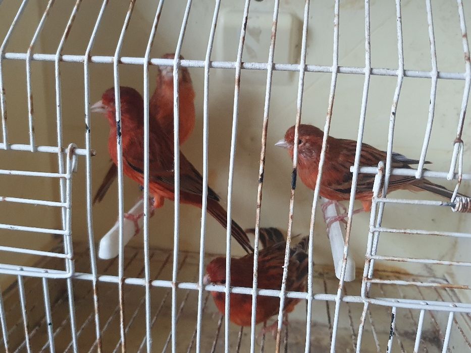 Canários lipocromos varios, ano 2025