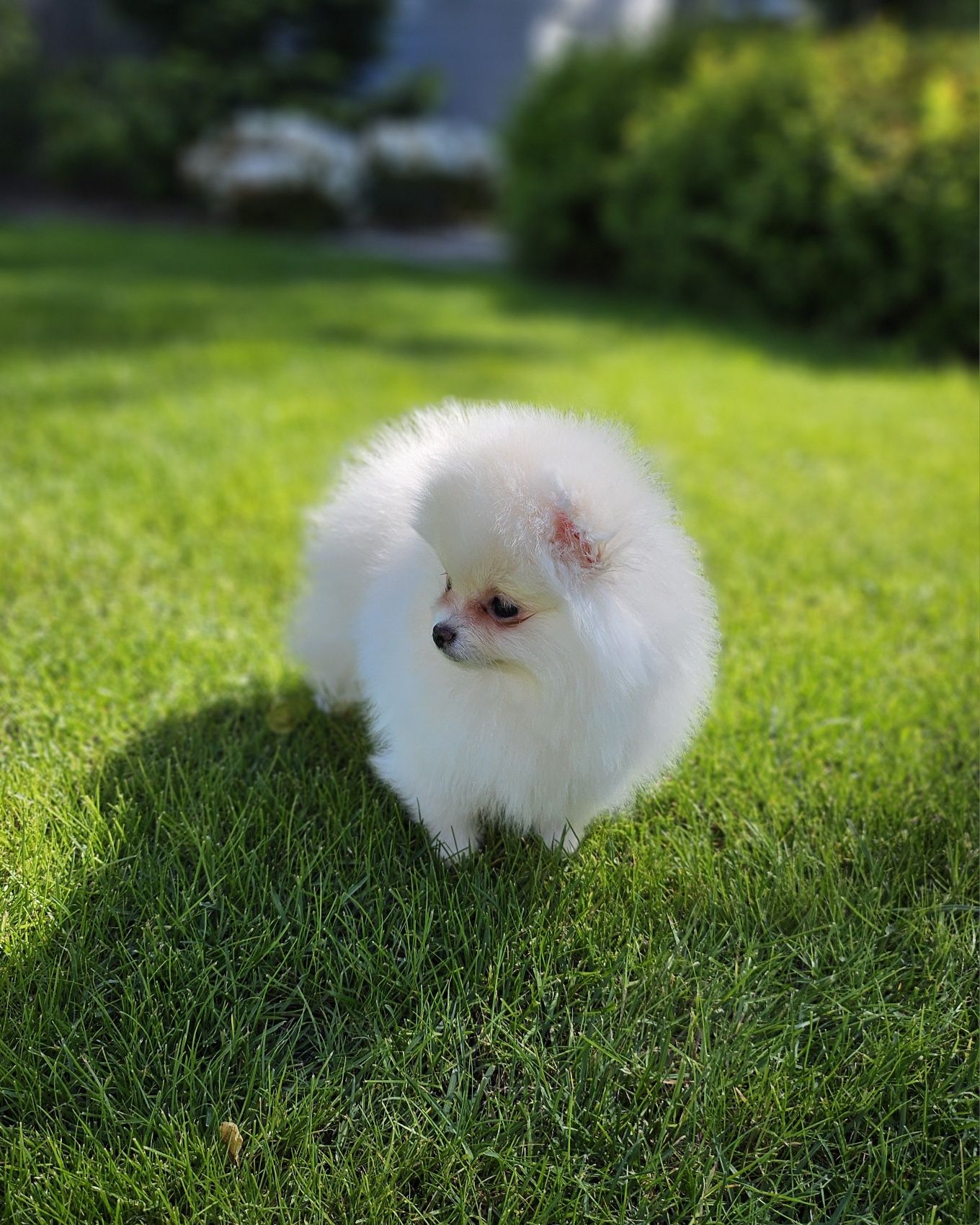 Śliczna suczka szpic miniaturowy pomeranian