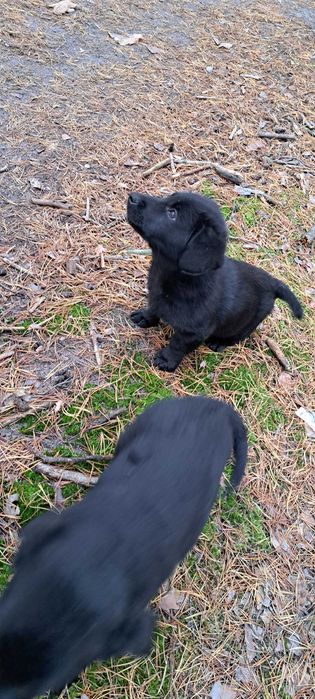 Малеча шукає сім'ю