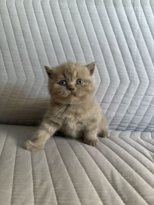 Kot brytyjski liliowy