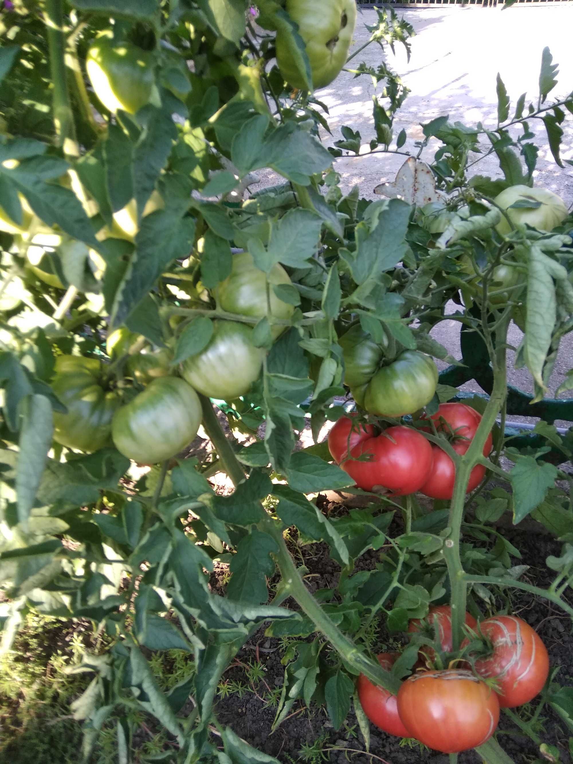 Семена помидор розовый Гигант , Черри и другие