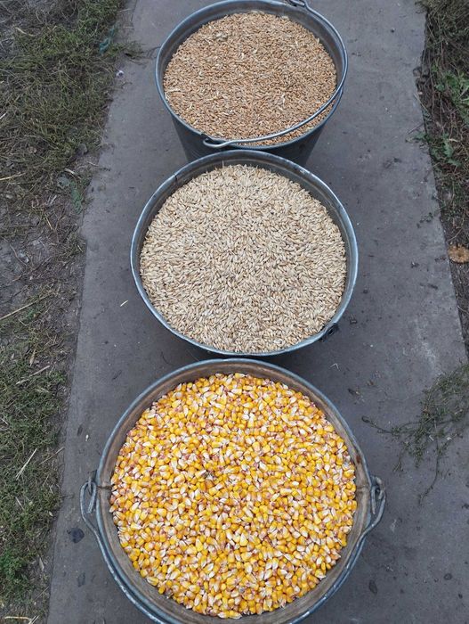 Продам зерно кукурудзи пшениці ячменю