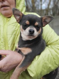 Chihuahua chłopiec niebieski krótkowłosy