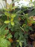 Planta loureiro em vaso