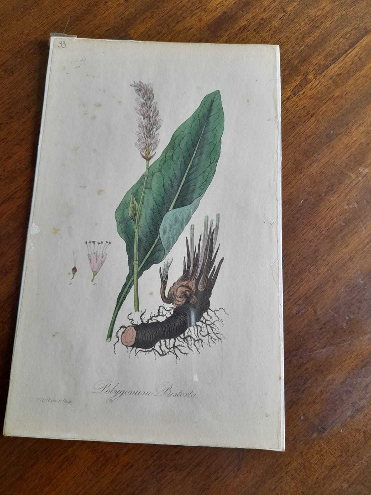 Bistort Polygonum bistort illustration from Medical Botany 1836