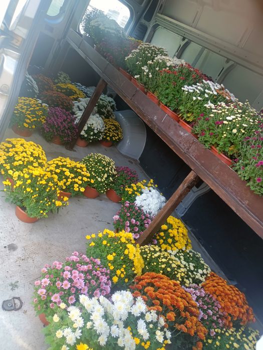 Chryzantemy drobnokwiatowe.