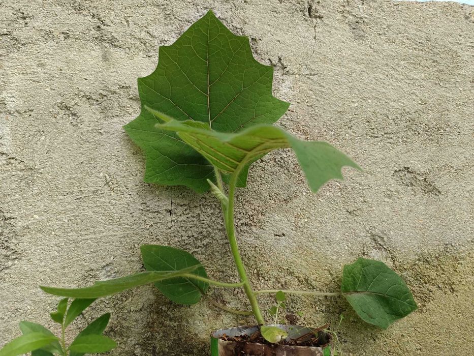 Lulo - Solanum quitoense