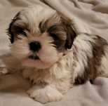 Shih tzu**Mega Piekna** Gotowa Paszport