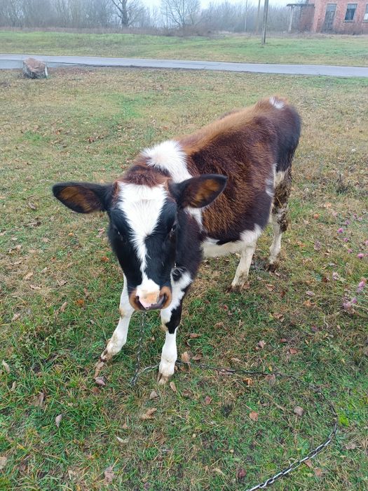 Продам теличку на держання