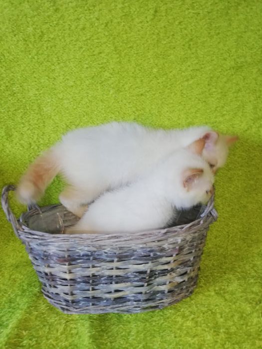 Kot kocięta koty brytyjski Gotowy do odbioru