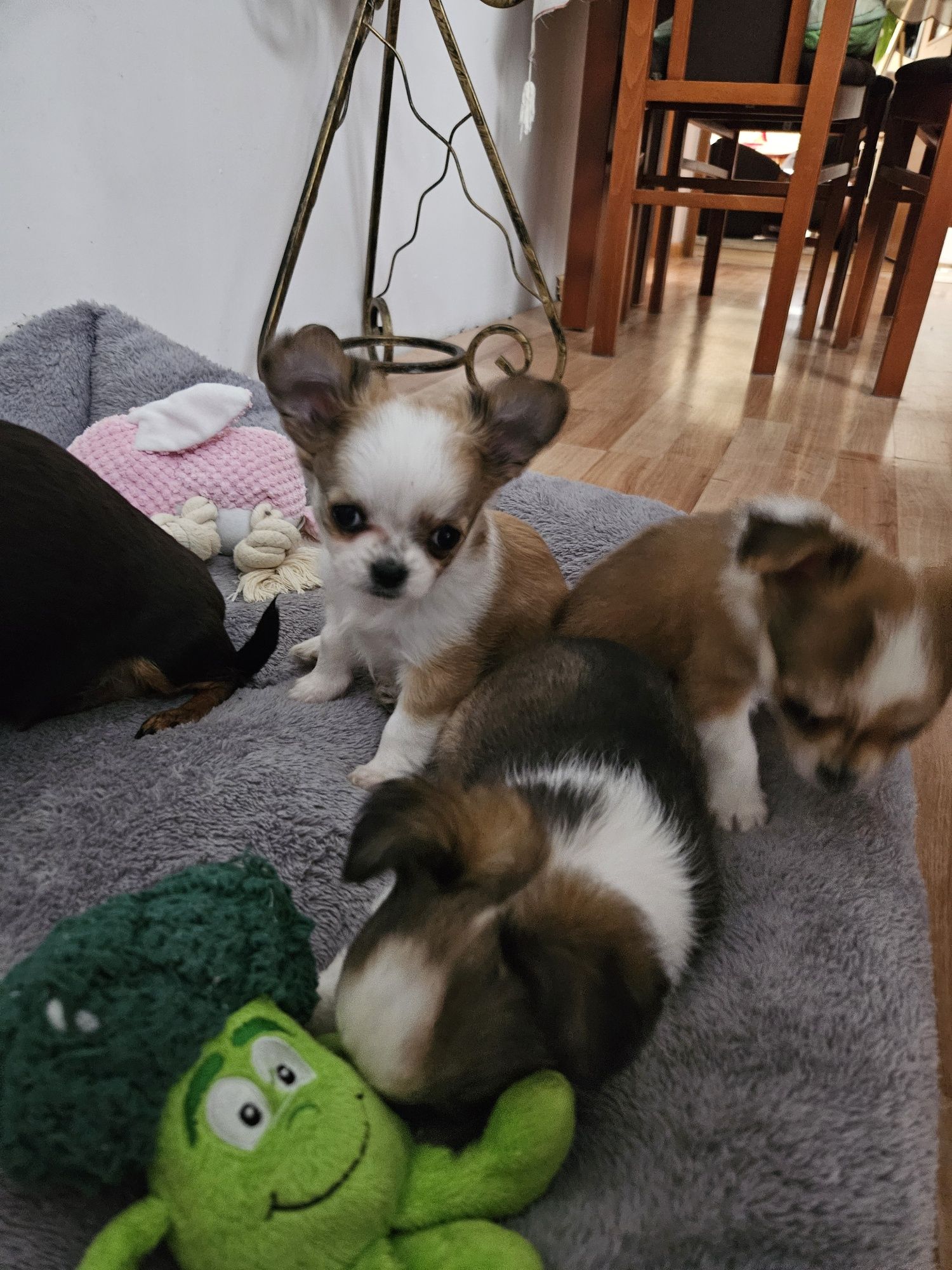 Chihuahua długowłosy