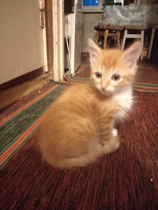 Кошеня руде котик
