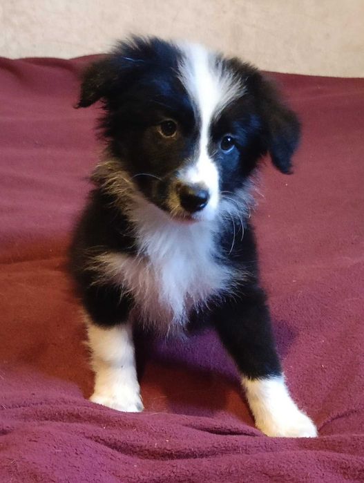 Border collie samiec