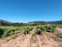 Terreno com 21 hectares com Potencial Agrícola ou Turístico - Mafra