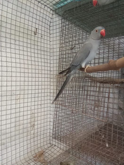 Ring necks e arantiga sol