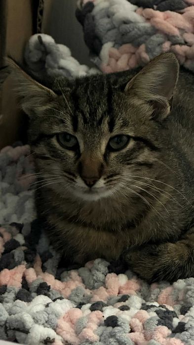 Кошенятка в добрі руки | кошенята | коти | кішки