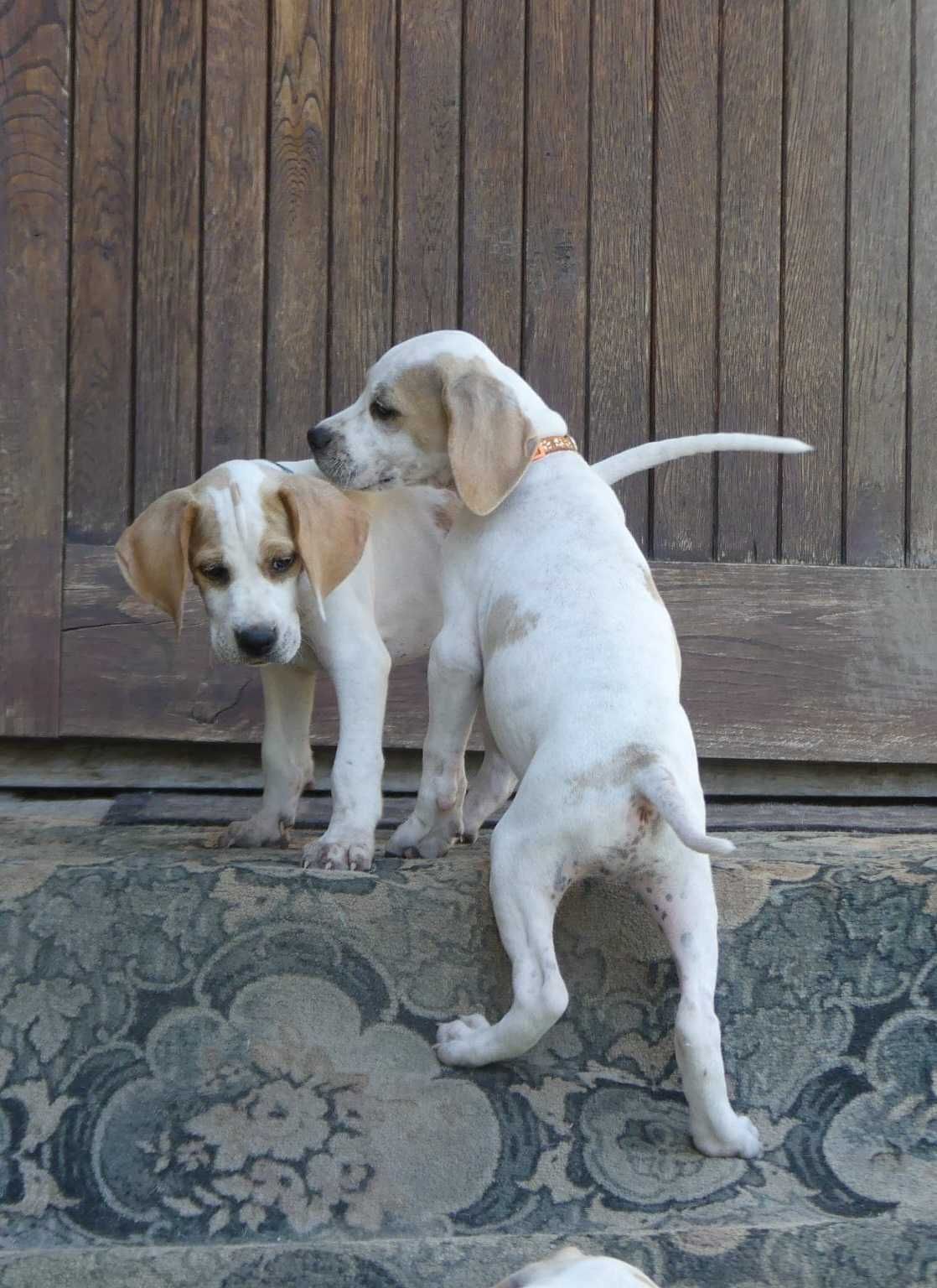Barney- Pointer, wyżeł angielski