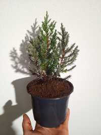Cedro juniperus vaso 13