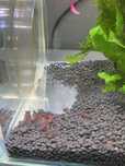 Krewetki neocaridina 10 sztuk