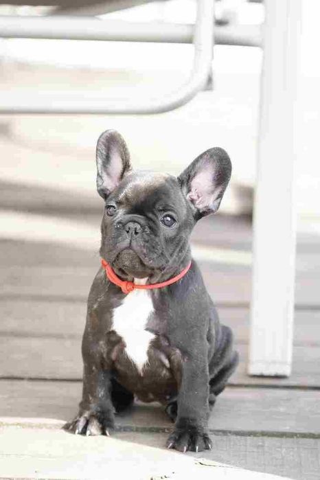 Buldog francuski FCI