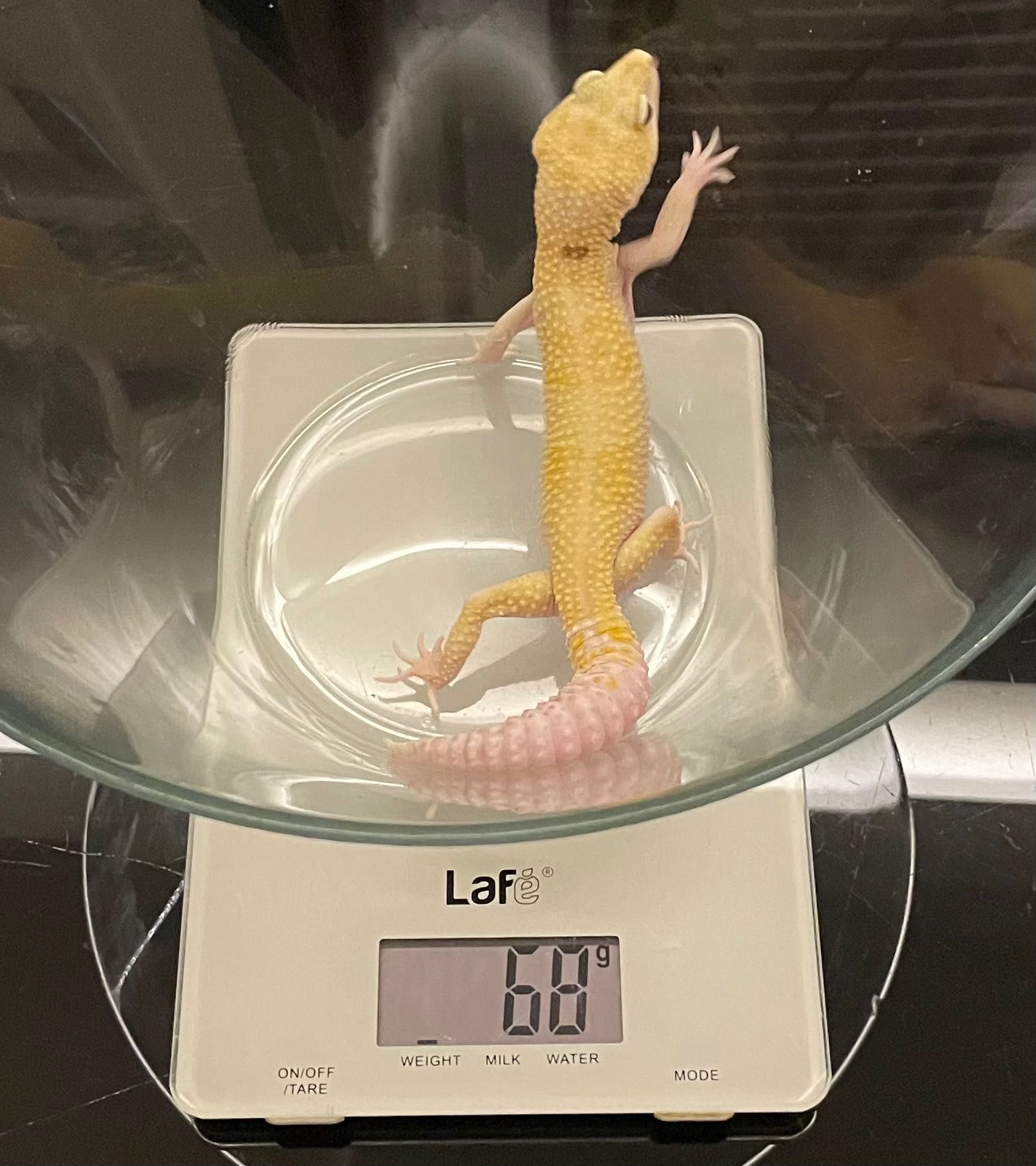 Gekon Lamparci W&Y Tremper Albino Paradox