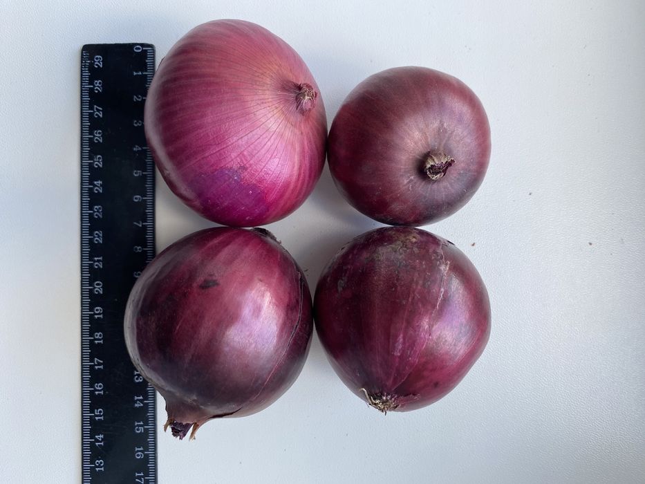 Цибуля салатна червона .