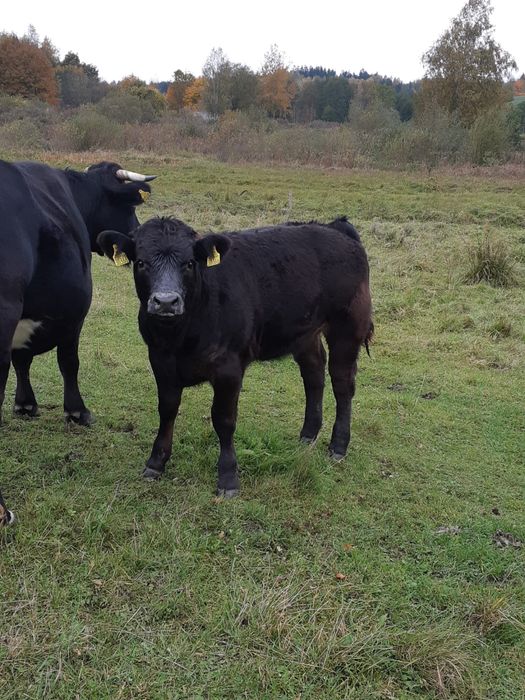 Sprzedam odsadki: 13byczkow,11jałówek, tel: 5.0.0.6.3.3.5.1.9