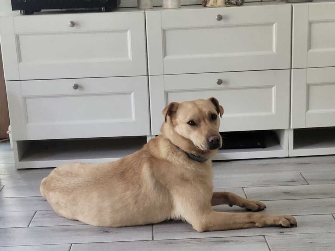 Urocza, grzeczna, pro-ludzka LORI czeka na domek. Pokochaj, adoptuj!