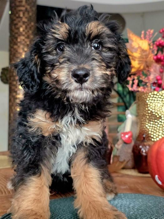 Aussiedoodle sliczny  chlopak paszport
